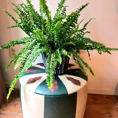 Homely 2bedroom In The Center Of דירה